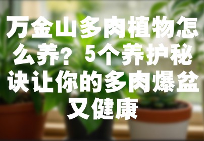 万金山多肉植物怎么养？5个养护秘诀让你的多肉爆盆又健康