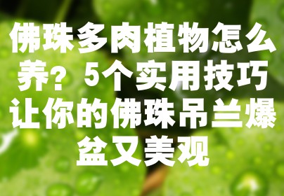 佛珠多肉植物怎么养？5个实用技巧让你的佛珠吊兰爆盆又美观