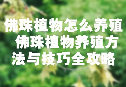 佛珠植物怎么养殖 佛珠植物养殖方法与技巧全攻略