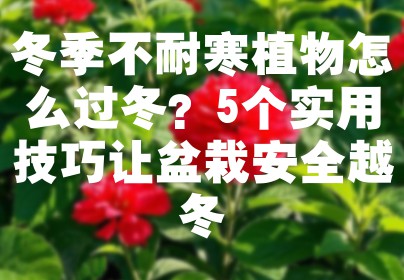 冬季不耐寒植物怎么过冬？5个实用技巧让盆栽安全越冬