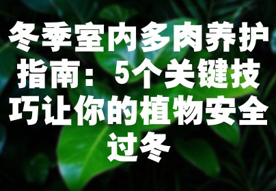 冬季室内多肉养护指南：5个关键技巧让你的植物安全过冬
