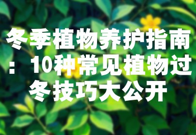 冬季植物养护指南：10种常见植物过冬技巧大公开