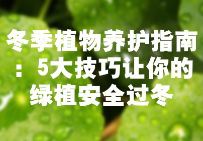 冬季植物养护指南：5大技巧让你的绿植安全过冬
