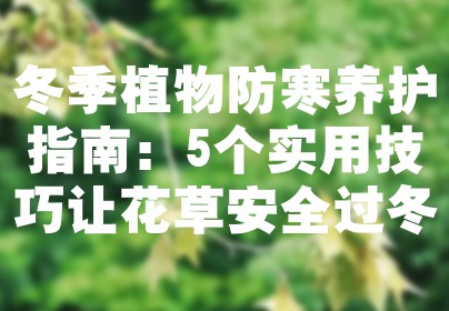冬季植物防寒养护指南：5个实用技巧让花草安全过冬