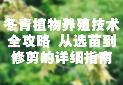 冬青植物养殖技术全攻略 从选苗到修剪的详细指南