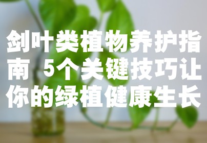 剑叶类植物养护指南 5个关键技巧让你的绿植健康生长