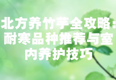 北方养竹芋全攻略：耐寒品种推荐与室内养护技巧