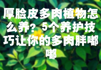 厚脸皮多肉植物怎么养？5个养护技巧让你的多肉胖嘟嘟