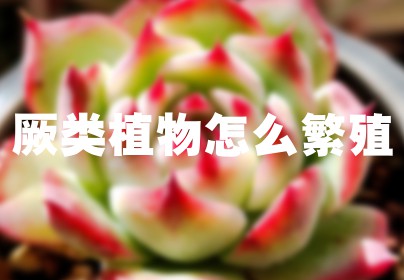 厥类植物怎么繁殖