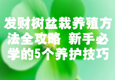 发财树盆栽养殖方法全攻略 新手必学的5个养护技巧