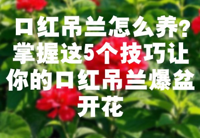 口红吊兰怎么养？掌握这5个技巧让你的口红吊兰爆盆开花