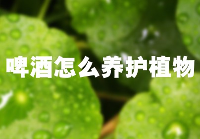 啤酒怎么养护植物