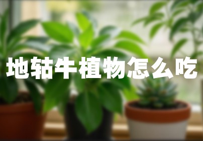 地轱牛植物怎么吃