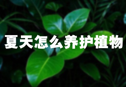 夏天怎么养护植物