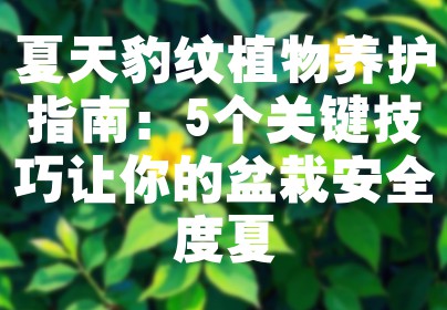 夏天豹纹植物养护指南：5个关键技巧让你的盆栽安全度夏