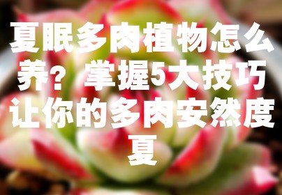 夏眠多肉植物怎么养？掌握5大技巧让你的多肉安然度夏