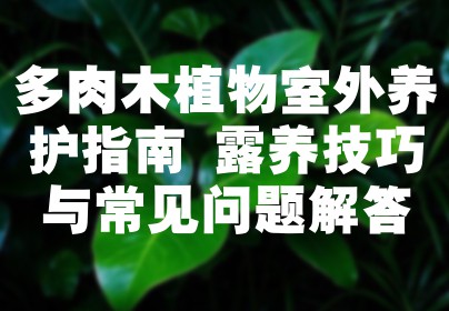 多肉木植物室外养护指南 露养技巧与常见问题解答