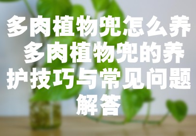 多肉植物兜怎么养 多肉植物兜的养护技巧与常见问题解答