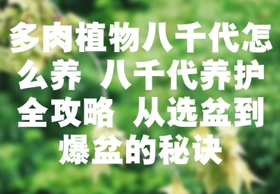 多肉植物八千代怎么养 八千代养护全攻略 从选盆到爆盆的秘诀