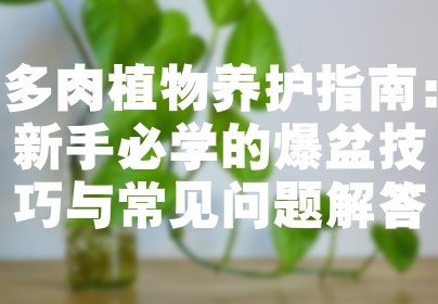 多肉植物养护指南：新手必学的爆盆技巧与常见问题解答