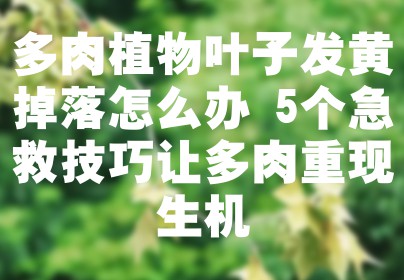 多肉植物叶子发黄掉落怎么办 5个急救技巧让多肉重现生机