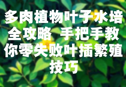 多肉植物叶子水培全攻略 手把手教你零失败叶插繁殖技巧