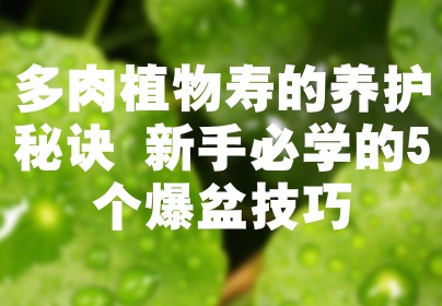 多肉植物寿的养护秘诀 新手必学的5个爆盆技巧
