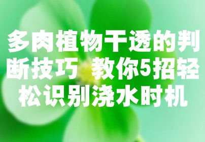 多肉植物干透的判断技巧 教你5招轻松识别浇水时机
