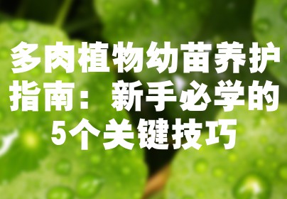 多肉植物幼苗养护指南：新手必学的5个关键技巧