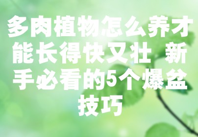 多肉植物怎么养才能长得快又壮 新手必看的5个爆盆技巧