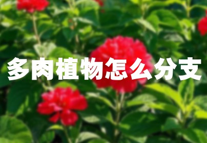 多肉植物怎么分支