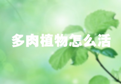多肉植物怎么活