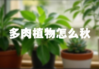 多肉植物怎么秋