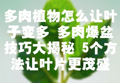 多肉植物怎么让叶子变多 多肉爆盆技巧大揭秘 5个方法让叶片更茂盛