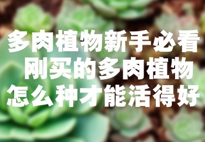 多肉植物新手必看 刚买的多肉植物怎么种才能活得好