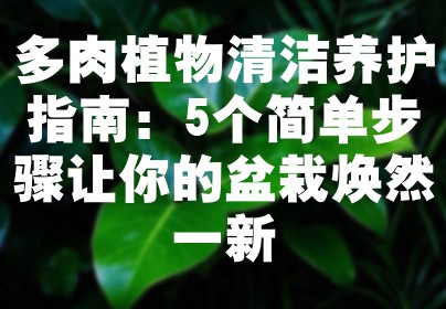 多肉植物清洁养护指南：5个简单步骤让你的盆栽焕然一新