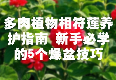 多肉植物相符莲养护指南 新手必学的5个爆盆技巧