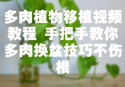 多肉植物移植视频教程 手把手教你多肉换盆技巧不伤根
