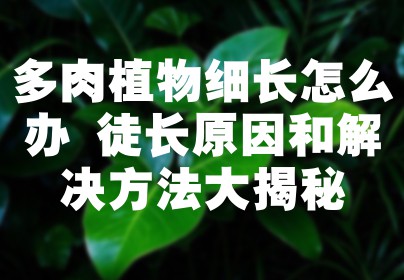 多肉植物细长怎么办 徒长原因和解决方法大揭秘