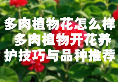 多肉植物花怎么样 多肉植物开花养护技巧与品种推荐
