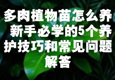 多肉植物苗怎么养 新手必学的5个养护技巧和常见问题解答