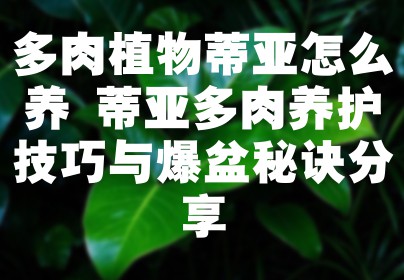多肉植物蒂亚怎么养 蒂亚多肉养护技巧与爆盆秘诀分享