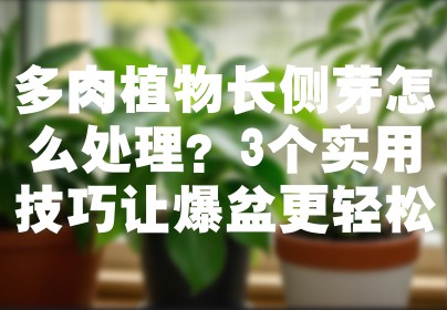 多肉植物长侧芽怎么处理？3个实用技巧让爆盆更轻松
