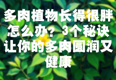 多肉植物长得很胖怎么办？3个秘诀让你的多肉圆润又健康
