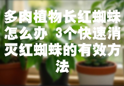 多肉植物长红蜘蛛怎么办 3个快速消灭红蜘蛛的有效方法