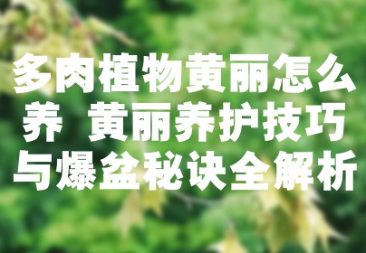 多肉植物黄丽怎么养 黄丽养护技巧与爆盆秘诀全解析