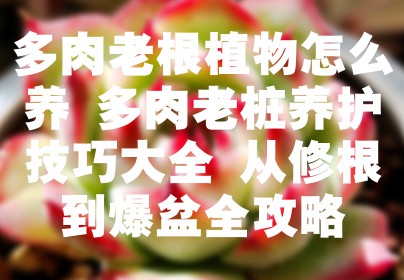 多肉老根植物怎么养 多肉老桩养护技巧大全 从修根到爆盆全攻略