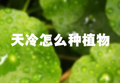 天冷怎么种植物