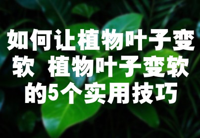 如何让植物叶子变软 植物叶子变软的5个实用技巧