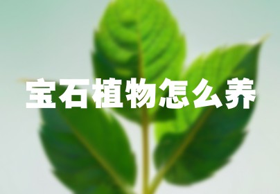 宝石植物怎么养